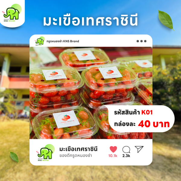 มะเขือเทศราชินี