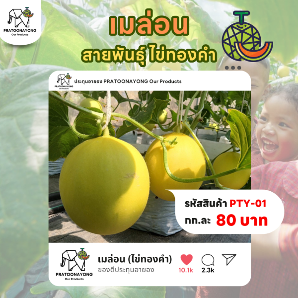 เมล่อน สายพันธุ์ไข่ทองคำ
