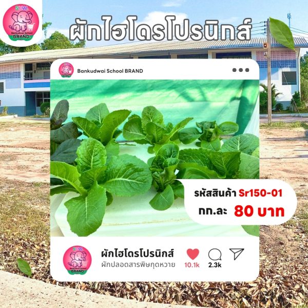 ผักไฮโดรโปรนิกส์