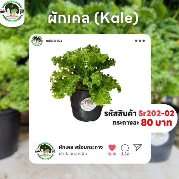 ผักเคล
